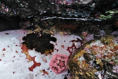 Parvulastra dyscrita