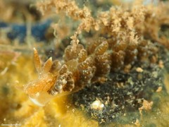 Spurilla neapolitana