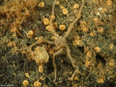 Amphipholis squamata