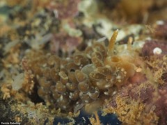 Spurilla neapolitana