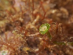 Parvocaulis polyphysoides
