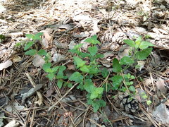 Veronica peduncularis