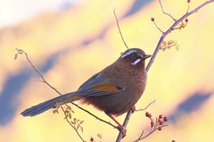 Trochalopteron morrisonianum