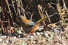 Trochalopteron morrisonianum