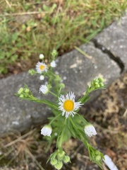 Erigeron