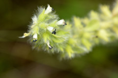 Sideritis lanata