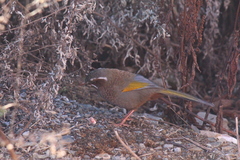 Trochalopteron morrisonianum