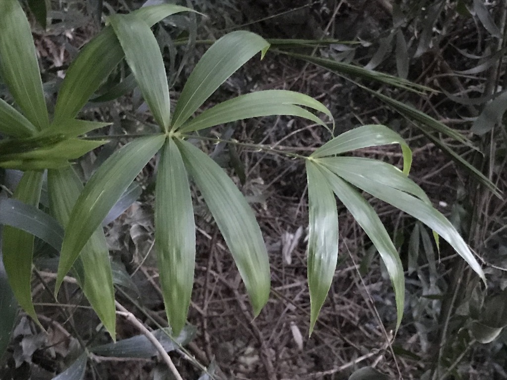 Calamus tetradactylus (Calamus tetradactylus)
