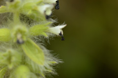 Sideritis lanata