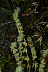 Sideritis lanata