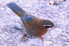 Trochalopteron morrisonianum