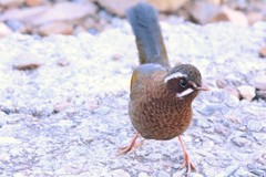 Trochalopteron morrisonianum