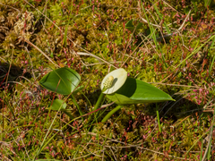 Calla palustris
