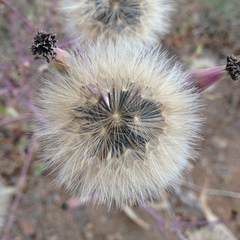 Porophyllum ruderale macrocephalum