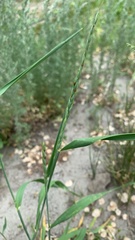 Elymus repens