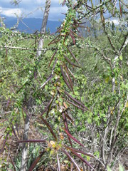 Plocosperma buxifolium