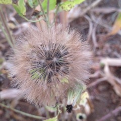 Porophyllum ruderale macrocephalum