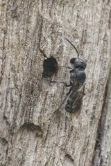 Osmia submicans