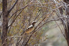 Chlamydera guttata