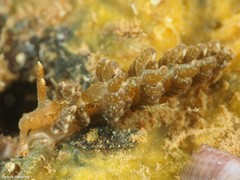 Spurilla neapolitana