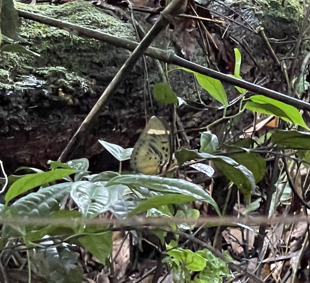 Darge’s Ceres Forester