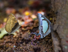 Polyura agraria