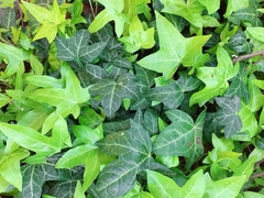 Hedera