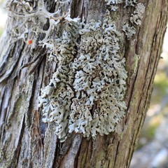 Hypogymnia farinacea