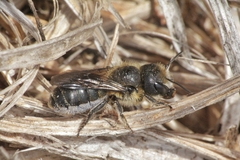 Osmia niveata