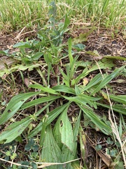 Plantago lanceolata