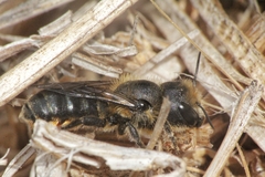 Osmia niveata