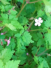 Geranium robertianum