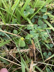 Medicago lupulina