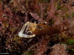 Gnathophyllum elegans