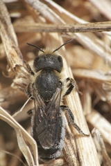 Osmia niveata