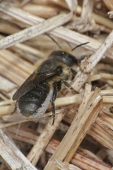 Osmia niveata