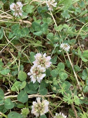 Trifolium repens