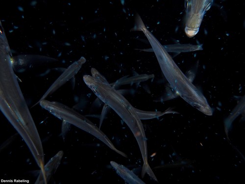 photo of Blue Jack Mackerel (Trachurus picturatus)