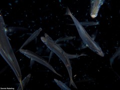 Trachurus picturatus