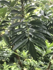 Zanthoxylum avicennae