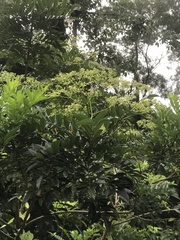 Zanthoxylum avicennae