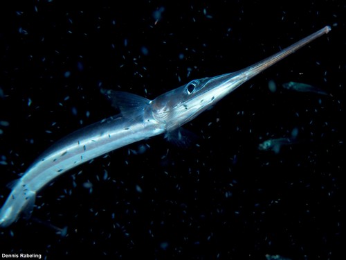 photo of Garfish (Belone belone)