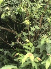 Zanthoxylum avicennae