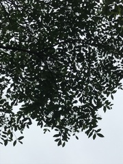 Zanthoxylum avicennae