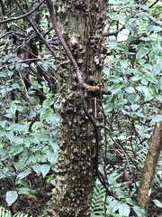 Zanthoxylum avicennae