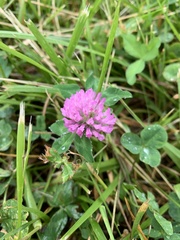 Trifolium pratense