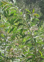 Magnoliopsida