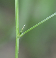 Orbexilum pedunculatum