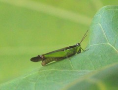 Gesonula punctifrons