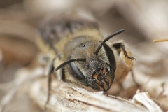 Osmia niveata